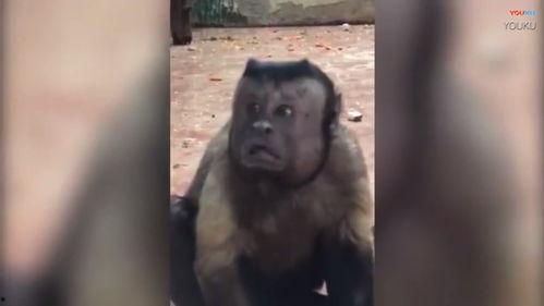 天津动物园爆料视频最新,神秘动物亮相引围观！